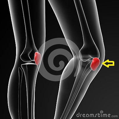 EMT - The Human Body - Quiz